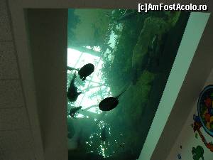 [P02] Aquarium - Casa Oceanelor din Viena » foto by stellinna
 - 
<span class="allrVoted glyphicon glyphicon-heart hidden" id="av671230"></span>
<a class="m-l-10 hidden" id="sv671230" onclick="voting_Foto_DelVot(,671230,7265)" role="button">șterge vot <span class="glyphicon glyphicon-remove"></span></a>
<a id="v9671230" class=" c-red"  onclick="voting_Foto_SetVot(671230)" role="button"><span class="glyphicon glyphicon-heart-empty"></span> <b>LIKE</b> = Votează poza</a> <img class="hidden"  id="f671230W9" src="/imagini/loader.gif" border="0" /><span class="AjErrMes hidden" id="e671230ErM"></span>