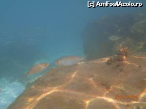 [P16] Culori minunate si claritate la Saliara Beach. Si pestisori indragostiti » foto by andre cristoiu
 - 
<span class="allrVoted glyphicon glyphicon-heart hidden" id="av519831"></span>
<a class="m-l-10 hidden" id="sv519831" onclick="voting_Foto_DelVot(,519831,7269)" role="button">șterge vot <span class="glyphicon glyphicon-remove"></span></a>
<a id="v9519831" class=" c-red"  onclick="voting_Foto_SetVot(519831)" role="button"><span class="glyphicon glyphicon-heart-empty"></span> <b>LIKE</b> = Votează poza</a> <img class="hidden"  id="f519831W9" src="/imagini/loader.gif" border="0" /><span class="AjErrMes hidden" id="e519831ErM"></span>