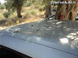 [P08] Thasos, Grecia. Si iata cum arata masina dupa ce normal gonisem caprele. Aveti grija unde parcati. Omul nostru a cautat sa-si puna masina la umbra, iar caprele un loc din care sa poata ajunge la frunzele acelui copac.  » foto by vega06
 - 
<span class="allrVoted glyphicon glyphicon-heart hidden" id="av571457"></span>
<a class="m-l-10 hidden" id="sv571457" onclick="voting_Foto_DelVot(,571457,7269)" role="button">șterge vot <span class="glyphicon glyphicon-remove"></span></a>
<a id="v9571457" class=" c-red"  onclick="voting_Foto_SetVot(571457)" role="button"><span class="glyphicon glyphicon-heart-empty"></span> <b>LIKE</b> = Votează poza</a> <img class="hidden"  id="f571457W9" src="/imagini/loader.gif" border="0" /><span class="AjErrMes hidden" id="e571457ErM"></span>