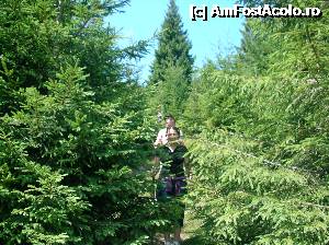 [P12] Frumusetea naturii, traseu printre brazi.  » foto by cris1982
 - 
<span class="allrVoted glyphicon glyphicon-heart hidden" id="av355201"></span>
<a class="m-l-10 hidden" id="sv355201" onclick="voting_Foto_DelVot(,355201,7274)" role="button">șterge vot <span class="glyphicon glyphicon-remove"></span></a>
<a id="v9355201" class=" c-red"  onclick="voting_Foto_SetVot(355201)" role="button"><span class="glyphicon glyphicon-heart-empty"></span> <b>LIKE</b> = Votează poza</a> <img class="hidden"  id="f355201W9" src="/imagini/loader.gif" border="0" /><span class="AjErrMes hidden" id="e355201ErM"></span>