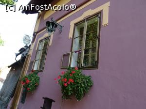 [P28] Casa Cositorarului - geamurile camerei în care am stat, la fel împodobite cu flori » foto by Cris
 - 
<span class="allrVoted glyphicon glyphicon-heart hidden" id="av842874"></span>
<a class="m-l-10 hidden" id="sv842874" onclick="voting_Foto_DelVot(,842874,7288)" role="button">șterge vot <span class="glyphicon glyphicon-remove"></span></a>
<a id="v9842874" class=" c-red"  onclick="voting_Foto_SetVot(842874)" role="button"><span class="glyphicon glyphicon-heart-empty"></span> <b>LIKE</b> = Votează poza</a> <img class="hidden"  id="f842874W9" src="/imagini/loader.gif" border="0" /><span class="AjErrMes hidden" id="e842874ErM"></span>