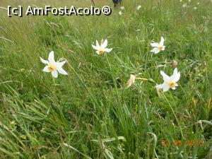 [P01] Lunca Narciselor din Valea Neajlovului - Narcise în bătaia vântului de primăvară.  » foto by iulianic
 - 
<span class="allrVoted glyphicon glyphicon-heart hidden" id="av735516"></span>
<a class="m-l-10 hidden" id="sv735516" onclick="voting_Foto_DelVot(,735516,7302)" role="button">șterge vot <span class="glyphicon glyphicon-remove"></span></a>
<a id="v9735516" class=" c-red"  onclick="voting_Foto_SetVot(735516)" role="button"><span class="glyphicon glyphicon-heart-empty"></span> <b>LIKE</b> = Votează poza</a> <img class="hidden"  id="f735516W9" src="/imagini/loader.gif" border="0" /><span class="AjErrMes hidden" id="e735516ErM"></span>