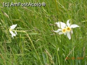 [P03] Lunca Narciselor din Valea Neajlovului - Narcise în sălbăticie.  » foto by iulianic
 - 
<span class="allrVoted glyphicon glyphicon-heart hidden" id="av735518"></span>
<a class="m-l-10 hidden" id="sv735518" onclick="voting_Foto_DelVot(,735518,7302)" role="button">șterge vot <span class="glyphicon glyphicon-remove"></span></a>
<a id="v9735518" class=" c-red"  onclick="voting_Foto_SetVot(735518)" role="button"><span class="glyphicon glyphicon-heart-empty"></span> <b>LIKE</b> = Votează poza</a> <img class="hidden"  id="f735518W9" src="/imagini/loader.gif" border="0" /><span class="AjErrMes hidden" id="e735518ErM"></span>