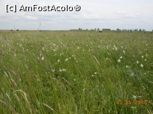[P08] Lunca Narciselor din Valea Neajlovului - Narcise și iarbă înaltă.  » foto by iulianic
 - 
<span class="allrVoted glyphicon glyphicon-heart hidden" id="av735523"></span>
<a class="m-l-10 hidden" id="sv735523" onclick="voting_Foto_DelVot(,735523,7302)" role="button">șterge vot <span class="glyphicon glyphicon-remove"></span></a>
<a id="v9735523" class=" c-red"  onclick="voting_Foto_SetVot(735523)" role="button"><span class="glyphicon glyphicon-heart-empty"></span> <b>LIKE</b> = Votează poza</a> <img class="hidden"  id="f735523W9" src="/imagini/loader.gif" border="0" /><span class="AjErrMes hidden" id="e735523ErM"></span>
