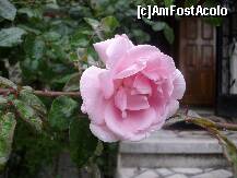 [P24] trandafirul din gradina...fara comentarii... » foto by sandu.53
 - 
<span class="allrVoted glyphicon glyphicon-heart hidden" id="av131931"></span>
<a class="m-l-10 hidden" id="sv131931" onclick="voting_Foto_DelVot(,131931,7302)" role="button">șterge vot <span class="glyphicon glyphicon-remove"></span></a>
<a id="v9131931" class=" c-red"  onclick="voting_Foto_SetVot(131931)" role="button"><span class="glyphicon glyphicon-heart-empty"></span> <b>LIKE</b> = Votează poza</a> <img class="hidden"  id="f131931W9" src="/imagini/loader.gif" border="0" /><span class="AjErrMes hidden" id="e131931ErM"></span>