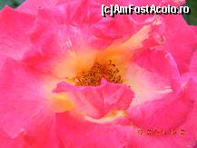 [P25] Sau eu sunt mai frumos! » foto by doina_c24
 - 
<span class="allrVoted glyphicon glyphicon-heart hidden" id="av318085"></span>
<a class="m-l-10 hidden" id="sv318085" onclick="voting_Foto_DelVot(,318085,7326)" role="button">șterge vot <span class="glyphicon glyphicon-remove"></span></a>
<a id="v9318085" class=" c-red"  onclick="voting_Foto_SetVot(318085)" role="button"><span class="glyphicon glyphicon-heart-empty"></span> <b>LIKE</b> = Votează poza</a> <img class="hidden"  id="f318085W9" src="/imagini/loader.gif" border="0" /><span class="AjErrMes hidden" id="e318085ErM"></span>
