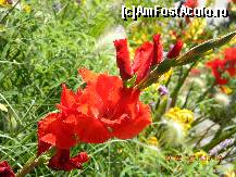 [P44] Gladiolă. » foto by doina_c24
 - 
<span class="allrVoted glyphicon glyphicon-heart hidden" id="av318104"></span>
<a class="m-l-10 hidden" id="sv318104" onclick="voting_Foto_DelVot(,318104,7326)" role="button">șterge vot <span class="glyphicon glyphicon-remove"></span></a>
<a id="v9318104" class=" c-red"  onclick="voting_Foto_SetVot(318104)" role="button"><span class="glyphicon glyphicon-heart-empty"></span> <b>LIKE</b> = Votează poza</a> <img class="hidden"  id="f318104W9" src="/imagini/loader.gif" border="0" /><span class="AjErrMes hidden" id="e318104ErM"></span>
