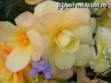 [P52] Flori şi flori ... » foto by doina_c24
 - 
<span class="allrVoted glyphicon glyphicon-heart hidden" id="av318112"></span>
<a class="m-l-10 hidden" id="sv318112" onclick="voting_Foto_DelVot(,318112,7326)" role="button">șterge vot <span class="glyphicon glyphicon-remove"></span></a>
<a id="v9318112" class=" c-red"  onclick="voting_Foto_SetVot(318112)" role="button"><span class="glyphicon glyphicon-heart-empty"></span> <b>LIKE</b> = Votează poza</a> <img class="hidden"  id="f318112W9" src="/imagini/loader.gif" border="0" /><span class="AjErrMes hidden" id="e318112ErM"></span>