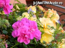 [P53] Flori şi flori ... » foto by doina_c24
 - 
<span class="allrVoted glyphicon glyphicon-heart hidden" id="av318113"></span>
<a class="m-l-10 hidden" id="sv318113" onclick="voting_Foto_DelVot(,318113,7326)" role="button">șterge vot <span class="glyphicon glyphicon-remove"></span></a>
<a id="v9318113" class=" c-red"  onclick="voting_Foto_SetVot(318113)" role="button"><span class="glyphicon glyphicon-heart-empty"></span> <b>LIKE</b> = Votează poza</a> <img class="hidden"  id="f318113W9" src="/imagini/loader.gif" border="0" /><span class="AjErrMes hidden" id="e318113ErM"></span>