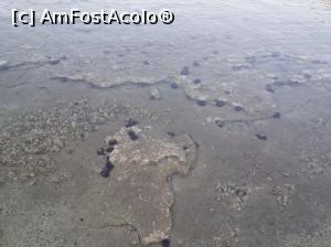 [P05] Arici de mare Porto Koufo » foto by Lale
 - 
<span class="allrVoted glyphicon glyphicon-heart hidden" id="av766627"></span>
<a class="m-l-10 hidden" id="sv766627" onclick="voting_Foto_DelVot(,766627,7330)" role="button">șterge vot <span class="glyphicon glyphicon-remove"></span></a>
<a id="v9766627" class=" c-red"  onclick="voting_Foto_SetVot(766627)" role="button"><span class="glyphicon glyphicon-heart-empty"></span> <b>LIKE</b> = Votează poza</a> <img class="hidden"  id="f766627W9" src="/imagini/loader.gif" border="0" /><span class="AjErrMes hidden" id="e766627ErM"></span>