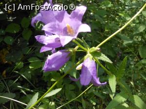 [P22] Parcul dendrologic - Dofteana. În pădure. » foto by iulianic
 - 
<span class="allrVoted glyphicon glyphicon-heart hidden" id="av1476248"></span>
<a class="m-l-10 hidden" id="sv1476248" onclick="voting_Foto_DelVot(,1476248,7361)" role="button">șterge vot <span class="glyphicon glyphicon-remove"></span></a>
<a id="v91476248" class=" c-red"  onclick="voting_Foto_SetVot(1476248)" role="button"><span class="glyphicon glyphicon-heart-empty"></span> <b>LIKE</b> = Votează poza</a> <img class="hidden"  id="f1476248W9" src="/imagini/loader.gif" border="0" /><span class="AjErrMes hidden" id="e1476248ErM"></span>