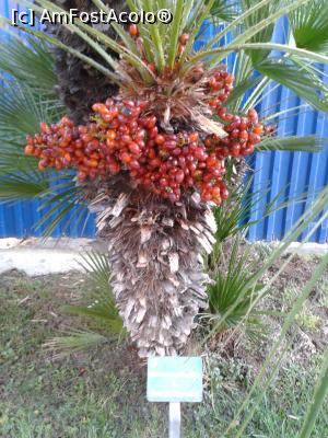[P22] Palmier cu fructe » foto by Mitica49
 - 
<span class="allrVoted glyphicon glyphicon-heart hidden" id="av1142813"></span>
<a class="m-l-10 hidden" id="sv1142813" onclick="voting_Foto_DelVot(,1142813,7390)" role="button">șterge vot <span class="glyphicon glyphicon-remove"></span></a>
<a id="v91142813" class=" c-red"  onclick="voting_Foto_SetVot(1142813)" role="button"><span class="glyphicon glyphicon-heart-empty"></span> <b>LIKE</b> = Votează poza</a> <img class="hidden"  id="f1142813W9" src="/imagini/loader.gif" border="0" /><span class="AjErrMes hidden" id="e1142813ErM"></span>
