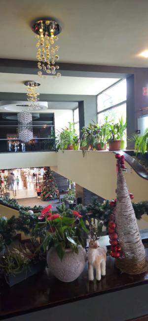 [P10] Aranjamente de Craciun din decorul de la recepția Orizont Hotel » foto by kmy <span class="label label-default labelC_thin small">NEVOTABILĂ</span>