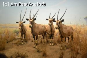 [P06] Asa arata o diorama » foto by AZE
 - 
<span class="allrVoted glyphicon glyphicon-heart hidden" id="av719160"></span>
<a class="m-l-10 hidden" id="sv719160" onclick="voting_Foto_DelVot(,719160,7423)" role="button">șterge vot <span class="glyphicon glyphicon-remove"></span></a>
<a id="v9719160" class=" c-red"  onclick="voting_Foto_SetVot(719160)" role="button"><span class="glyphicon glyphicon-heart-empty"></span> <b>LIKE</b> = Votează poza</a> <img class="hidden"  id="f719160W9" src="/imagini/loader.gif" border="0" /><span class="AjErrMes hidden" id="e719160ErM"></span>