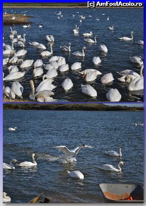 [P17] Lebedela la masa: paradisul dezlantuit, atat pentru lebede, cat si pentru fotografi.  » foto by Cucu Bau
 - 
<span class="allrVoted glyphicon glyphicon-heart hidden" id="av601701"></span>
<a class="m-l-10 hidden" id="sv601701" onclick="voting_Foto_DelVot(,601701,7515)" role="button">șterge vot <span class="glyphicon glyphicon-remove"></span></a>
<a id="v9601701" class=" c-red"  onclick="voting_Foto_SetVot(601701)" role="button"><span class="glyphicon glyphicon-heart-empty"></span> <b>LIKE</b> = Votează poza</a> <img class="hidden"  id="f601701W9" src="/imagini/loader.gif" border="0" /><span class="AjErrMes hidden" id="e601701ErM"></span>