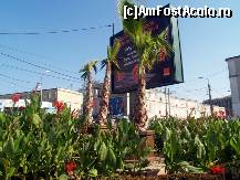 [P21] Palmieri in centrul municipiului » foto by pepsi70ro
 - 
<span class="allrVoted glyphicon glyphicon-heart hidden" id="av138638"></span>
<a class="m-l-10 hidden" id="sv138638" onclick="voting_Foto_DelVot(,138638,7516)" role="button">șterge vot <span class="glyphicon glyphicon-remove"></span></a>
<a id="v9138638" class=" c-red"  onclick="voting_Foto_SetVot(138638)" role="button"><span class="glyphicon glyphicon-heart-empty"></span> <b>LIKE</b> = Votează poza</a> <img class="hidden"  id="f138638W9" src="/imagini/loader.gif" border="0" /><span class="AjErrMes hidden" id="e138638ErM"></span>