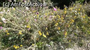 [P40] Flori sălbatice » foto by Carmen Ion
 - 
<span class="allrVoted glyphicon glyphicon-heart hidden" id="av1196020"></span>
<a class="m-l-10 hidden" id="sv1196020" onclick="voting_Foto_DelVot(,1196020,7539)" role="button">șterge vot <span class="glyphicon glyphicon-remove"></span></a>
<a id="v91196020" class=" c-red"  onclick="voting_Foto_SetVot(1196020)" role="button"><span class="glyphicon glyphicon-heart-empty"></span> <b>LIKE</b> = Votează poza</a> <img class="hidden"  id="f1196020W9" src="/imagini/loader.gif" border="0" /><span class="AjErrMes hidden" id="e1196020ErM"></span>