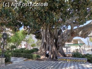 [P28] Dar și ficuși imenși.  » foto by Aurici
 - 
<span class="allrVoted glyphicon glyphicon-heart hidden" id="av1100135"></span>
<a class="m-l-10 hidden" id="sv1100135" onclick="voting_Foto_DelVot(,1100135,7560)" role="button">șterge vot <span class="glyphicon glyphicon-remove"></span></a>
<a id="v91100135" class=" c-red"  onclick="voting_Foto_SetVot(1100135)" role="button"><span class="glyphicon glyphicon-heart-empty"></span> <b>LIKE</b> = Votează poza</a> <img class="hidden"  id="f1100135W9" src="/imagini/loader.gif" border="0" /><span class="AjErrMes hidden" id="e1100135ErM"></span>