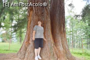 [P17] Arborele Sequoia, cele doua trunchiuri » foto by hopyk
 - 
<span class="allrVoted glyphicon glyphicon-heart hidden" id="av979520"></span>
<a class="m-l-10 hidden" id="sv979520" onclick="voting_Foto_DelVot(,979520,7596)" role="button">șterge vot <span class="glyphicon glyphicon-remove"></span></a>
<a id="v9979520" class=" c-red"  onclick="voting_Foto_SetVot(979520)" role="button"><span class="glyphicon glyphicon-heart-empty"></span> <b>LIKE</b> = Votează poza</a> <img class="hidden"  id="f979520W9" src="/imagini/loader.gif" border="0" /><span class="AjErrMes hidden" id="e979520ErM"></span>