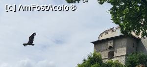 [P05] Una dintre cele mai interesante activitati pe care le ofera castelul este spectacolul impresionant dat de pasarile de prada, in care soimi si vulturi de diferite marimi isi arata abilitatile de zbor, de mai multe ori pe zi. » foto by geani anto
 - 
<span class="allrVoted glyphicon glyphicon-heart hidden" id="av1416966"></span>
<a class="m-l-10 hidden" id="sv1416966" onclick="voting_Foto_DelVot(,1416966,7598)" role="button">șterge vot <span class="glyphicon glyphicon-remove"></span></a>
<a id="v91416966" class=" c-red"  onclick="voting_Foto_SetVot(1416966)" role="button"><span class="glyphicon glyphicon-heart-empty"></span> <b>LIKE</b> = Votează poza</a> <img class="hidden"  id="f1416966W9" src="/imagini/loader.gif" border="0" /><span class="AjErrMes hidden" id="e1416966ErM"></span>