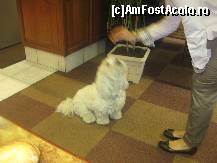 [P09] Insa tot delicilu hotelului e acest pudel care recupereaza tot ceea ce nu poti tu sa consumi din micul dejun » foto by dorgo
 - 
<span class="allrVoted glyphicon glyphicon-heart hidden" id="av159497"></span>
<a class="m-l-10 hidden" id="sv159497" onclick="voting_Foto_DelVot(,159497,7601)" role="button">șterge vot <span class="glyphicon glyphicon-remove"></span></a>
<a id="v9159497" class=" c-red"  onclick="voting_Foto_SetVot(159497)" role="button"><span class="glyphicon glyphicon-heart-empty"></span> <b>LIKE</b> = Votează poza</a> <img class="hidden"  id="f159497W9" src="/imagini/loader.gif" border="0" /><span class="AjErrMes hidden" id="e159497ErM"></span>