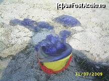 [P25] la vanatoare de meduze » foto by szik173
 - 
<span class="allrVoted glyphicon glyphicon-heart hidden" id="av154880"></span>
<a class="m-l-10 hidden" id="sv154880" onclick="voting_Foto_DelVot(,154880,7618)" role="button">șterge vot <span class="glyphicon glyphicon-remove"></span></a>
<a id="v9154880" class=" c-red"  onclick="voting_Foto_SetVot(154880)" role="button"><span class="glyphicon glyphicon-heart-empty"></span> <b>LIKE</b> = Votează poza</a> <img class="hidden"  id="f154880W9" src="/imagini/loader.gif" border="0" /><span class="AjErrMes hidden" id="e154880ErM"></span>