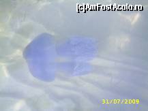 [P27]  -- <small>// FĂRĂ DESCRIERE</small> » foto by szik173
 - 
<span class="allrVoted glyphicon glyphicon-heart hidden" id="av154883"></span>
<a class="m-l-10 hidden" id="sv154883" onclick="voting_Foto_DelVot(,154883,7618)" role="button">șterge vot <span class="glyphicon glyphicon-remove"></span></a>
<a id="v9154883" class=" c-red"  onclick="voting_Foto_SetVot(154883)" role="button"><span class="glyphicon glyphicon-heart-empty"></span> <b>LIKE</b> = Votează poza</a> <img class="hidden"  id="f154883W9" src="/imagini/loader.gif" border="0" /><span class="AjErrMes hidden" id="e154883ErM"></span>