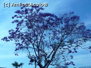 [P12] copac mov in fata hotelulu Adam » foto by Yolanda
 - 
<span class="allrVoted glyphicon glyphicon-heart hidden" id="av979442"></span>
<a class="m-l-10 hidden" id="sv979442" onclick="voting_Foto_DelVot(,979442,7721)" role="button">șterge vot <span class="glyphicon glyphicon-remove"></span></a>
<a id="v9979442" class=" c-red"  onclick="voting_Foto_SetVot(979442)" role="button"><span class="glyphicon glyphicon-heart-empty"></span> <b>LIKE</b> = Votează poza</a> <img class="hidden"  id="f979442W9" src="/imagini/loader.gif" border="0" /><span class="AjErrMes hidden" id="e979442ErM"></span>