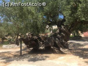 [P17] Bătrânul măslin din Exohora » foto by Artiglio
 - 
<span class="allrVoted glyphicon glyphicon-heart hidden" id="av1271962"></span>
<a class="m-l-10 hidden" id="sv1271962" onclick="voting_Foto_DelVot(,1271962,7733)" role="button">șterge vot <span class="glyphicon glyphicon-remove"></span></a>
<a id="v91271962" class=" c-red"  onclick="voting_Foto_SetVot(1271962)" role="button"><span class="glyphicon glyphicon-heart-empty"></span> <b>LIKE</b> = Votează poza</a> <img class="hidden"  id="f1271962W9" src="/imagini/loader.gif" border="0" /><span class="AjErrMes hidden" id="e1271962ErM"></span>