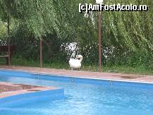 [P07] una din lebede cu care poti face o baie in piscina...antrenoare buna la plutit » foto by helen39
 - 
<span class="allrVoted glyphicon glyphicon-heart hidden" id="av150368"></span>
<a class="m-l-10 hidden" id="sv150368" onclick="voting_Foto_DelVot(,150368,7756)" role="button">șterge vot <span class="glyphicon glyphicon-remove"></span></a>
<a id="v9150368" class=" c-red"  onclick="voting_Foto_SetVot(150368)" role="button"><span class="glyphicon glyphicon-heart-empty"></span> <b>LIKE</b> = Votează poza</a> <img class="hidden"  id="f150368W9" src="/imagini/loader.gif" border="0" /><span class="AjErrMes hidden" id="e150368ErM"></span>