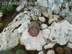 [P11] Nu-mi dau seama cum pot creste direct din piatra » foto by Pușcașu Marin
 - 
<span class="allrVoted glyphicon glyphicon-heart hidden" id="av945721"></span>
<a class="m-l-10 hidden" id="sv945721" onclick="voting_Foto_DelVot(,945721,7768)" role="button">șterge vot <span class="glyphicon glyphicon-remove"></span></a>
<a id="v9945721" class=" c-red"  onclick="voting_Foto_SetVot(945721)" role="button"><span class="glyphicon glyphicon-heart-empty"></span> <b>LIKE</b> = Votează poza</a> <img class="hidden"  id="f945721W9" src="/imagini/loader.gif" border="0" /><span class="AjErrMes hidden" id="e945721ErM"></span>