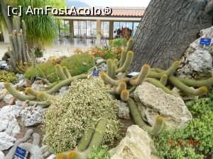 [P03] Cactusi - seamana cu castravetii? :)  » foto by Pușcașu Marin
 - 
<span class="allrVoted glyphicon glyphicon-heart hidden" id="av945698"></span>
<a class="m-l-10 hidden" id="sv945698" onclick="voting_Foto_DelVot(,945698,7768)" role="button">șterge vot <span class="glyphicon glyphicon-remove"></span></a>
<a id="v9945698" class=" c-red"  onclick="voting_Foto_SetVot(945698)" role="button"><span class="glyphicon glyphicon-heart-empty"></span> <b>LIKE</b> = Votează poza</a> <img class="hidden"  id="f945698W9" src="/imagini/loader.gif" border="0" /><span class="AjErrMes hidden" id="e945698ErM"></span>
