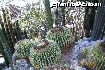 [P20] Cactusii supradimensionati » foto by liviadavidescu
 - 
<span class="allrVoted glyphicon glyphicon-heart hidden" id="av172919"></span>
<a class="m-l-10 hidden" id="sv172919" onclick="voting_Foto_DelVot(,172919,7768)" role="button">șterge vot <span class="glyphicon glyphicon-remove"></span></a>
<a id="v9172919" class=" c-red"  onclick="voting_Foto_SetVot(172919)" role="button"><span class="glyphicon glyphicon-heart-empty"></span> <b>LIKE</b> = Votează poza</a> <img class="hidden"  id="f172919W9" src="/imagini/loader.gif" border="0" /><span class="AjErrMes hidden" id="e172919ErM"></span>