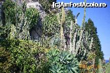 [P21] Un munte de cactusi » foto by liviadavidescu
 - 
<span class="allrVoted glyphicon glyphicon-heart hidden" id="av172920"></span>
<a class="m-l-10 hidden" id="sv172920" onclick="voting_Foto_DelVot(,172920,7768)" role="button">șterge vot <span class="glyphicon glyphicon-remove"></span></a>
<a id="v9172920" class=" c-red"  onclick="voting_Foto_SetVot(172920)" role="button"><span class="glyphicon glyphicon-heart-empty"></span> <b>LIKE</b> = Votează poza</a> <img class="hidden"  id="f172920W9" src="/imagini/loader.gif" border="0" /><span class="AjErrMes hidden" id="e172920ErM"></span>
