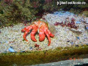 [P20] diverse vietati marine » foto by zake
 - 
<span class="allrVoted glyphicon glyphicon-heart hidden" id="av685300"></span>
<a class="m-l-10 hidden" id="sv685300" onclick="voting_Foto_DelVot(,685300,7768)" role="button">șterge vot <span class="glyphicon glyphicon-remove"></span></a>
<a id="v9685300" class=" c-red"  onclick="voting_Foto_SetVot(685300)" role="button"><span class="glyphicon glyphicon-heart-empty"></span> <b>LIKE</b> = Votează poza</a> <img class="hidden"  id="f685300W9" src="/imagini/loader.gif" border="0" /><span class="AjErrMes hidden" id="e685300ErM"></span>