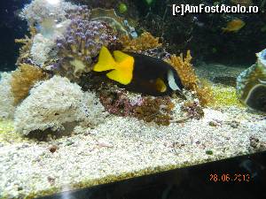 [P24] diverse vietati marine » foto by zake
 - 
<span class="allrVoted glyphicon glyphicon-heart hidden" id="av685304"></span>
<a class="m-l-10 hidden" id="sv685304" onclick="voting_Foto_DelVot(,685304,7768)" role="button">șterge vot <span class="glyphicon glyphicon-remove"></span></a>
<a id="v9685304" class=" c-red"  onclick="voting_Foto_SetVot(685304)" role="button"><span class="glyphicon glyphicon-heart-empty"></span> <b>LIKE</b> = Votează poza</a> <img class="hidden"  id="f685304W9" src="/imagini/loader.gif" border="0" /><span class="AjErrMes hidden" id="e685304ErM"></span>