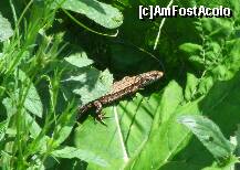 [P09] un locatar permanent al acelor locuri... sa nu-l deranjam... » foto by recul*
 - 
<span class="allrVoted glyphicon glyphicon-heart hidden" id="av151157"></span>
<a class="m-l-10 hidden" id="sv151157" onclick="voting_Foto_DelVot(,151157,7780)" role="button">șterge vot <span class="glyphicon glyphicon-remove"></span></a>
<a id="v9151157" class=" c-red"  onclick="voting_Foto_SetVot(151157)" role="button"><span class="glyphicon glyphicon-heart-empty"></span> <b>LIKE</b> = Votează poza</a> <img class="hidden"  id="f151157W9" src="/imagini/loader.gif" border="0" /><span class="AjErrMes hidden" id="e151157ErM"></span>