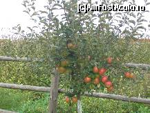 [P08] Livada cu meri » foto by micheline
 - 
<span class="allrVoted glyphicon glyphicon-heart hidden" id="av151872"></span>
<a class="m-l-10 hidden" id="sv151872" onclick="voting_Foto_DelVot(,151872,7790)" role="button">șterge vot <span class="glyphicon glyphicon-remove"></span></a>
<a id="v9151872" class=" c-red"  onclick="voting_Foto_SetVot(151872)" role="button"><span class="glyphicon glyphicon-heart-empty"></span> <b>LIKE</b> = Votează poza</a> <img class="hidden"  id="f151872W9" src="/imagini/loader.gif" border="0" /><span class="AjErrMes hidden" id="e151872ErM"></span>