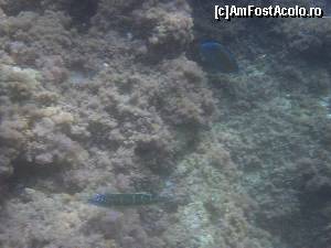 [P15] Cala Mal Pas: merită un pic de snorkelling » foto by Dabator
 - 
<span class="allrVoted glyphicon glyphicon-heart hidden" id="av676410"></span>
<a class="m-l-10 hidden" id="sv676410" onclick="voting_Foto_DelVot(,676410,7803)" role="button">șterge vot <span class="glyphicon glyphicon-remove"></span></a>
<a id="v9676410" class=" c-red"  onclick="voting_Foto_SetVot(676410)" role="button"><span class="glyphicon glyphicon-heart-empty"></span> <b>LIKE</b> = Votează poza</a> <img class="hidden"  id="f676410W9" src="/imagini/loader.gif" border="0" /><span class="AjErrMes hidden" id="e676410ErM"></span>