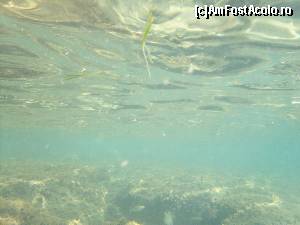 [P18] Cala Mal Pas: Frumusețea submarină » foto by Dabator
 - 
<span class="allrVoted glyphicon glyphicon-heart hidden" id="av676413"></span>
<a class="m-l-10 hidden" id="sv676413" onclick="voting_Foto_DelVot(,676413,7803)" role="button">șterge vot <span class="glyphicon glyphicon-remove"></span></a>
<a id="v9676413" class=" c-red"  onclick="voting_Foto_SetVot(676413)" role="button"><span class="glyphicon glyphicon-heart-empty"></span> <b>LIKE</b> = Votează poza</a> <img class="hidden"  id="f676413W9" src="/imagini/loader.gif" border="0" /><span class="AjErrMes hidden" id="e676413ErM"></span>
