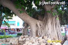[P21] Incredibilul ficus din centrul Benidorm,batran de sute de ani... » foto by Alina53
 - 
<span class="allrVoted glyphicon glyphicon-heart hidden" id="av152627"></span>
<a class="m-l-10 hidden" id="sv152627" onclick="voting_Foto_DelVot(,152627,7803)" role="button">șterge vot <span class="glyphicon glyphicon-remove"></span></a>
<a id="v9152627" class=" c-red"  onclick="voting_Foto_SetVot(152627)" role="button"><span class="glyphicon glyphicon-heart-empty"></span> <b>LIKE</b> = Votează poza</a> <img class="hidden"  id="f152627W9" src="/imagini/loader.gif" border="0" /><span class="AjErrMes hidden" id="e152627ErM"></span>