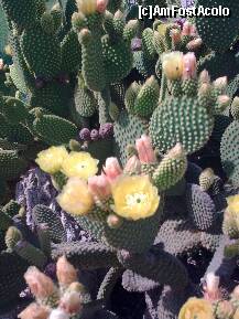 [P14] Ma obseda cactusul acesta! Si revenam mereu langa el... » foto by Aeerdna*
 - 
<span class="allrVoted glyphicon glyphicon-heart hidden" id="av152891"></span>
<a class="m-l-10 hidden" id="sv152891" onclick="voting_Foto_DelVot(,152891,7829)" role="button">șterge vot <span class="glyphicon glyphicon-remove"></span></a>
<a id="v9152891" class=" c-red"  onclick="voting_Foto_SetVot(152891)" role="button"><span class="glyphicon glyphicon-heart-empty"></span> <b>LIKE</b> = Votează poza</a> <img class="hidden"  id="f152891W9" src="/imagini/loader.gif" border="0" /><span class="AjErrMes hidden" id="e152891ErM"></span>
