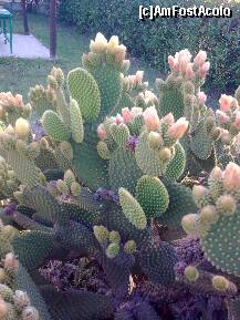 [P03] Un cactus monument ... adica este atat de mare incat, de pe alee, te impresioneaza.Poza estefacuta la ora 7:00 dimineata - florile sunt inchise » foto by Aeerdna*
 - 
<span class="allrVoted glyphicon glyphicon-heart hidden" id="av152880"></span>
<a class="m-l-10 hidden" id="sv152880" onclick="voting_Foto_DelVot(,152880,7829)" role="button">șterge vot <span class="glyphicon glyphicon-remove"></span></a>
<a id="v9152880" class=" c-red"  onclick="voting_Foto_SetVot(152880)" role="button"><span class="glyphicon glyphicon-heart-empty"></span> <b>LIKE</b> = Votează poza</a> <img class="hidden"  id="f152880W9" src="/imagini/loader.gif" border="0" /><span class="AjErrMes hidden" id="e152880ErM"></span>