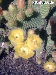 [P07] Florile cactusului se deschid » foto by Aeerdna*
 - 
<span class="allrVoted glyphicon glyphicon-heart hidden" id="av152884"></span>
<a class="m-l-10 hidden" id="sv152884" onclick="voting_Foto_DelVot(,152884,7829)" role="button">șterge vot <span class="glyphicon glyphicon-remove"></span></a>
<a id="v9152884" class=" c-red"  onclick="voting_Foto_SetVot(152884)" role="button"><span class="glyphicon glyphicon-heart-empty"></span> <b>LIKE</b> = Votează poza</a> <img class="hidden"  id="f152884W9" src="/imagini/loader.gif" border="0" /><span class="AjErrMes hidden" id="e152884ErM"></span>