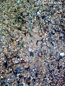 [P86] Cam asa arata nisiul plajei hotelului Alexandros Palace. Am tot cautat pietricele rosii. Pana la urma le-am gasit pe fundul apei, la patru metri adancime » foto by Aeerdna*
 - 
<span class="allrVoted glyphicon glyphicon-heart hidden" id="av152978"></span>
<a class="m-l-10 hidden" id="sv152978" onclick="voting_Foto_DelVot(,152978,7829)" role="button">șterge vot <span class="glyphicon glyphicon-remove"></span></a>
<a id="v9152978" class=" c-red"  onclick="voting_Foto_SetVot(152978)" role="button"><span class="glyphicon glyphicon-heart-empty"></span> <b>LIKE</b> = Votează poza</a> <img class="hidden"  id="f152978W9" src="/imagini/loader.gif" border="0" /><span class="AjErrMes hidden" id="e152978ErM"></span>