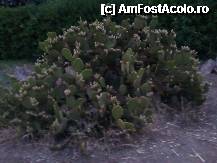 [P10] Un alt cactus enorm pe aleea spre mare » foto by RODIANA
 - 
<span class="allrVoted glyphicon glyphicon-heart hidden" id="av216758"></span>
<a class="m-l-10 hidden" id="sv216758" onclick="voting_Foto_DelVot(,216758,7829)" role="button">șterge vot <span class="glyphicon glyphicon-remove"></span></a>
<a id="v9216758" class=" c-red"  onclick="voting_Foto_SetVot(216758)" role="button"><span class="glyphicon glyphicon-heart-empty"></span> <b>LIKE</b> = Votează poza</a> <img class="hidden"  id="f216758W9" src="/imagini/loader.gif" border="0" /><span class="AjErrMes hidden" id="e216758ErM"></span>