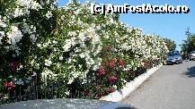 [P12] Aleea din fata receptiei plina de leandrii uriasi » foto by RODIANA
 - 
<span class="allrVoted glyphicon glyphicon-heart hidden" id="av216761"></span>
<a class="m-l-10 hidden" id="sv216761" onclick="voting_Foto_DelVot(,216761,7829)" role="button">șterge vot <span class="glyphicon glyphicon-remove"></span></a>
<a id="v9216761" class=" c-red"  onclick="voting_Foto_SetVot(216761)" role="button"><span class="glyphicon glyphicon-heart-empty"></span> <b>LIKE</b> = Votează poza</a> <img class="hidden"  id="f216761W9" src="/imagini/loader.gif" border="0" /><span class="AjErrMes hidden" id="e216761ErM"></span>