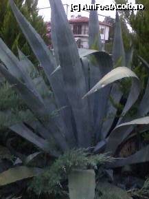 [P08] Cactus de pe aleea ce duce spre mare » foto by RODIANA
 - 
<span class="allrVoted glyphicon glyphicon-heart hidden" id="av216755"></span>
<a class="m-l-10 hidden" id="sv216755" onclick="voting_Foto_DelVot(,216755,7829)" role="button">șterge vot <span class="glyphicon glyphicon-remove"></span></a>
<a id="v9216755" class=" c-red"  onclick="voting_Foto_SetVot(216755)" role="button"><span class="glyphicon glyphicon-heart-empty"></span> <b>LIKE</b> = Votează poza</a> <img class="hidden"  id="f216755W9" src="/imagini/loader.gif" border="0" /><span class="AjErrMes hidden" id="e216755ErM"></span>