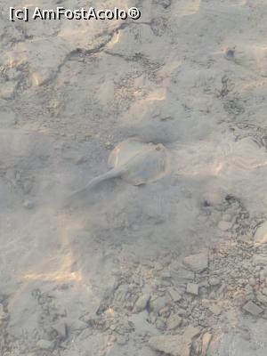 [P35] Pisică de mare la aproximativ 50m de plajă » foto by Ccucu
 - 
<span class="allrVoted glyphicon glyphicon-heart hidden" id="av1014013"></span>
<a class="m-l-10 hidden" id="sv1014013" onclick="voting_Foto_DelVot(,1014013,7832)" role="button">șterge vot <span class="glyphicon glyphicon-remove"></span></a>
<a id="v91014013" class=" c-red"  onclick="voting_Foto_SetVot(1014013)" role="button"><span class="glyphicon glyphicon-heart-empty"></span> <b>LIKE</b> = Votează poza</a> <img class="hidden"  id="f1014013W9" src="/imagini/loader.gif" border="0" /><span class="AjErrMes hidden" id="e1014013ErM"></span>