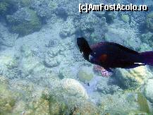 [P19] peste papagal » foto by basaku
 - 
<span class="allrVoted glyphicon glyphicon-heart hidden" id="av161506"></span>
<a class="m-l-10 hidden" id="sv161506" onclick="voting_Foto_DelVot(,161506,7832)" role="button">șterge vot <span class="glyphicon glyphicon-remove"></span></a>
<a id="v9161506" class=" c-red"  onclick="voting_Foto_SetVot(161506)" role="button"><span class="glyphicon glyphicon-heart-empty"></span> <b>LIKE</b> = Votează poza</a> <img class="hidden"  id="f161506W9" src="/imagini/loader.gif" border="0" /><span class="AjErrMes hidden" id="e161506ErM"></span>